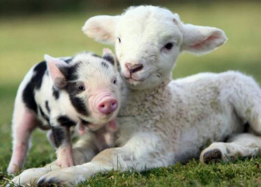 Piglet And Lamb This Is A Cute Picture Of Spotted With