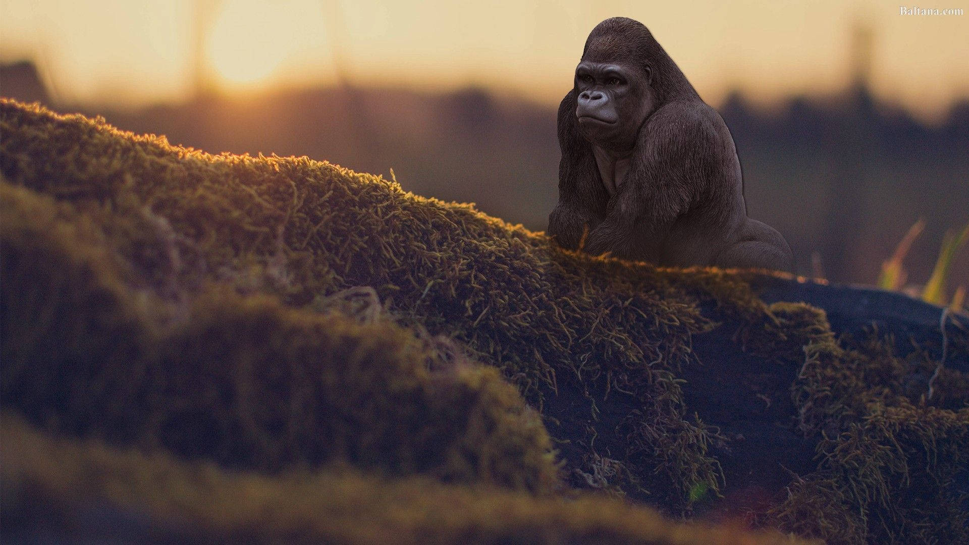 A majestic gorilla sits contemplatively on a moss-covered hill, silhouetted against a vibrant sunset in this stunning 4K wallpaper