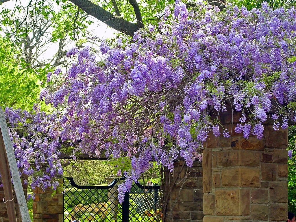 Wisteria Wallpaper