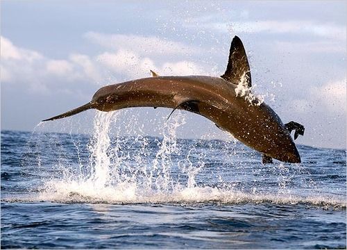 Air Jaws Apocalypse Great White Shark pics to use for wallpaper 500x360