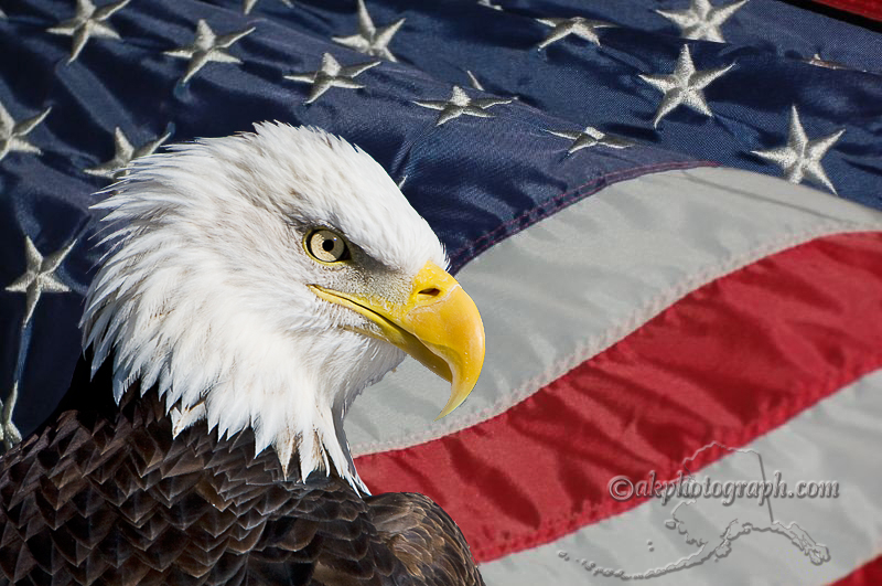 Bald Eagle and Flag Alaska Photography