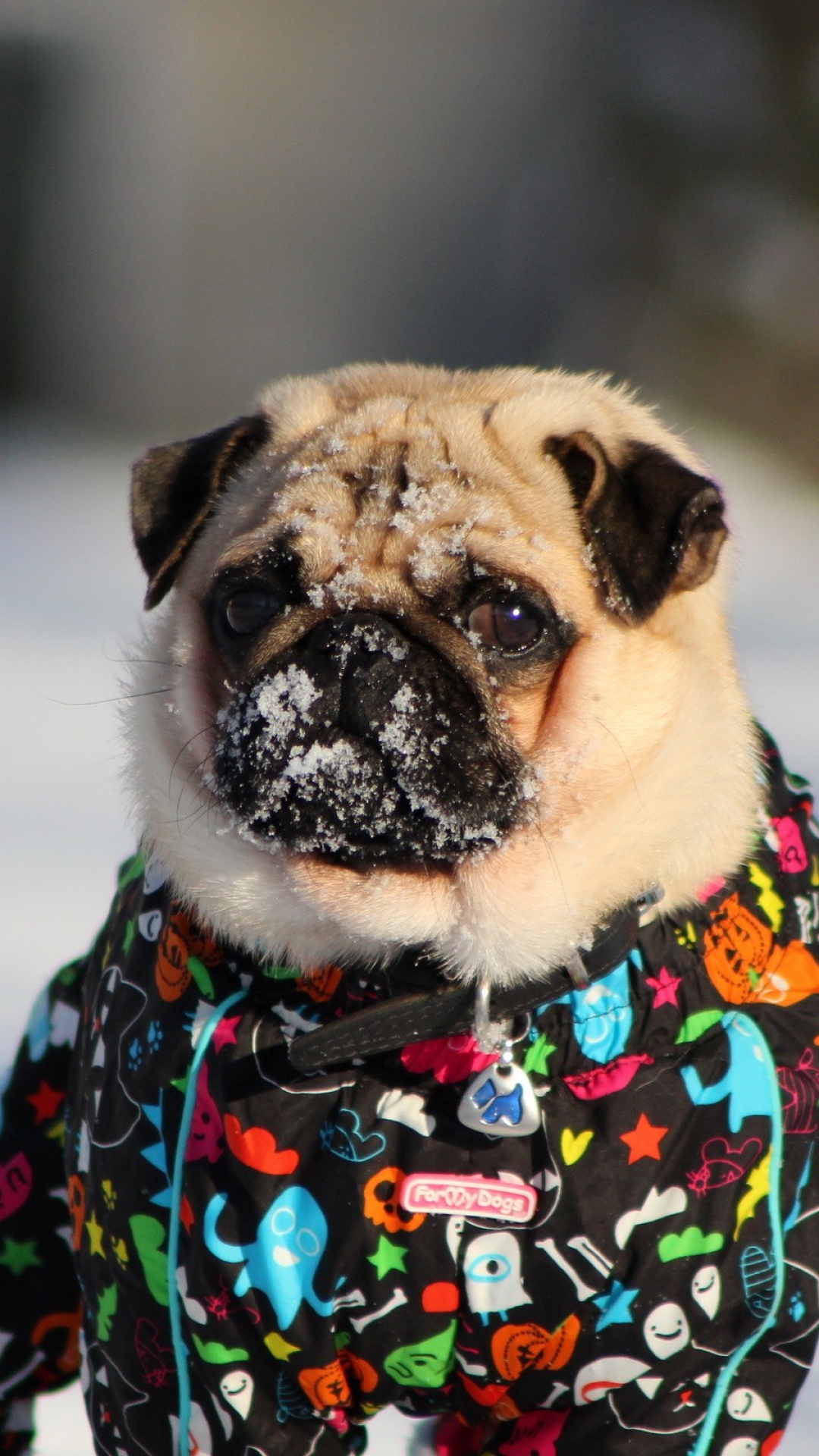 Free Download 1080x1920 Wallpaper Pug Dog Snow Jacket Winter Images, Photos, Reviews