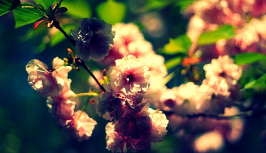 Vintage pink flower cherry blossom wallpapers free download hi res
