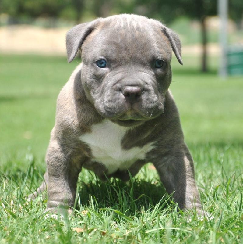 Blue nose store bully pitbull puppies