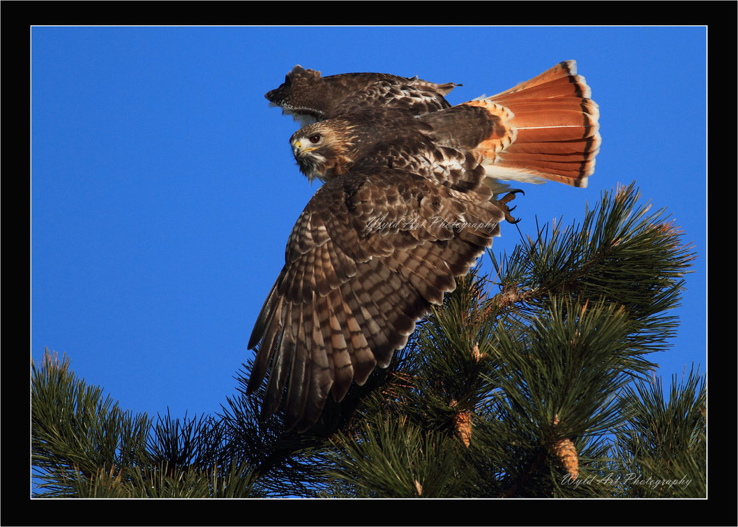 Red Tailed Hawk Last Of By Wyld Art Photography