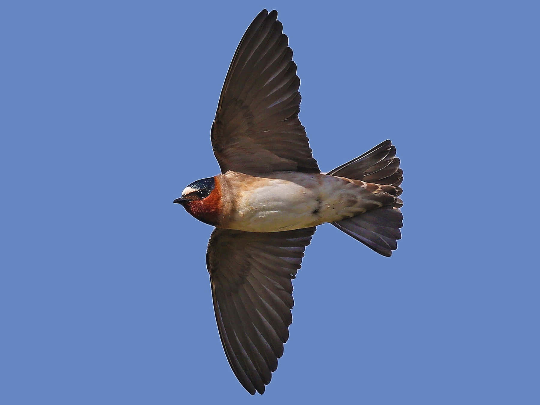 Swallowin Flight Clear Sky Jpg Fufg6mrhl0mdx7cq Wallpaper
