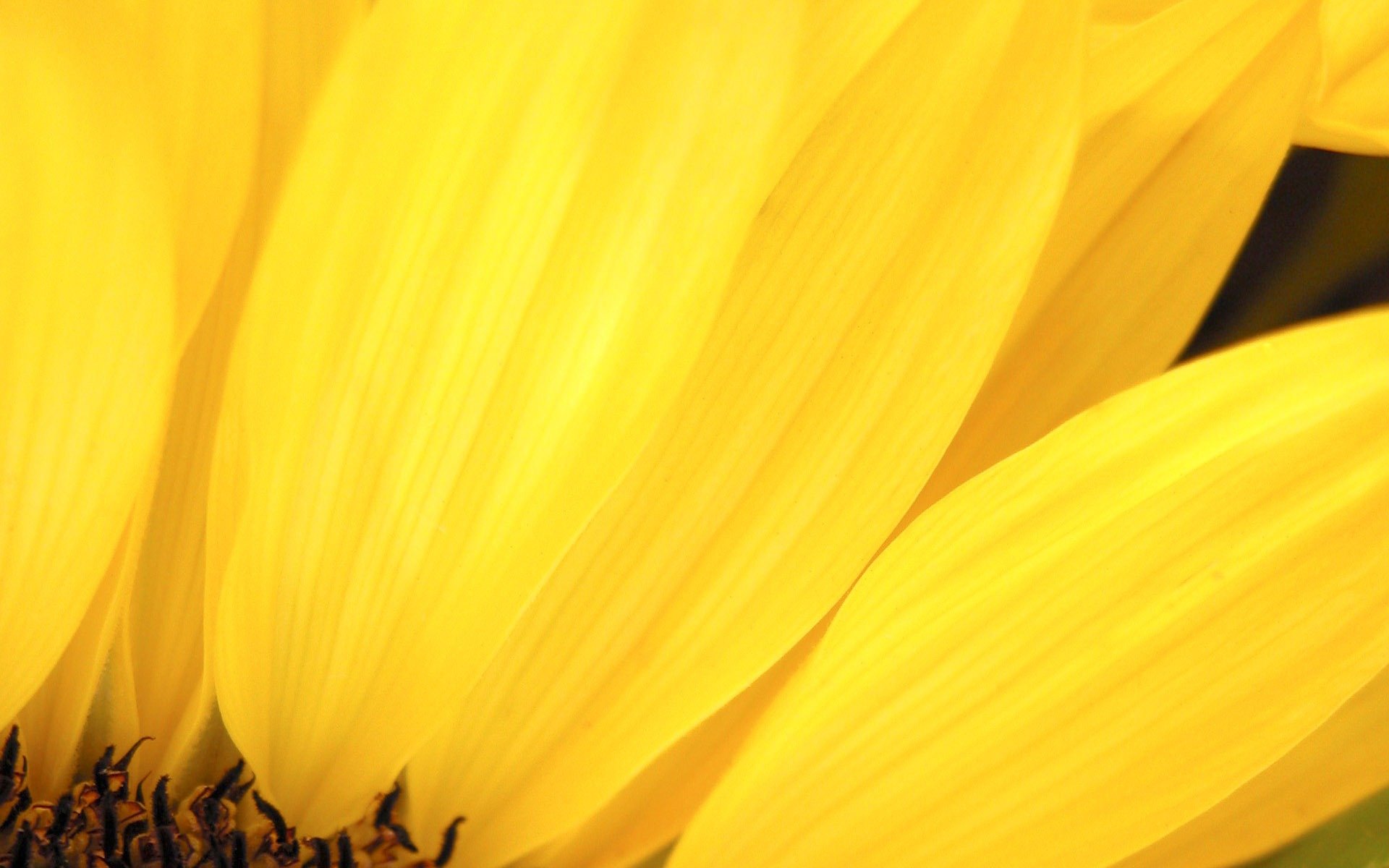 yellow backgrounds downloadfiles wallpapers flower Black Background