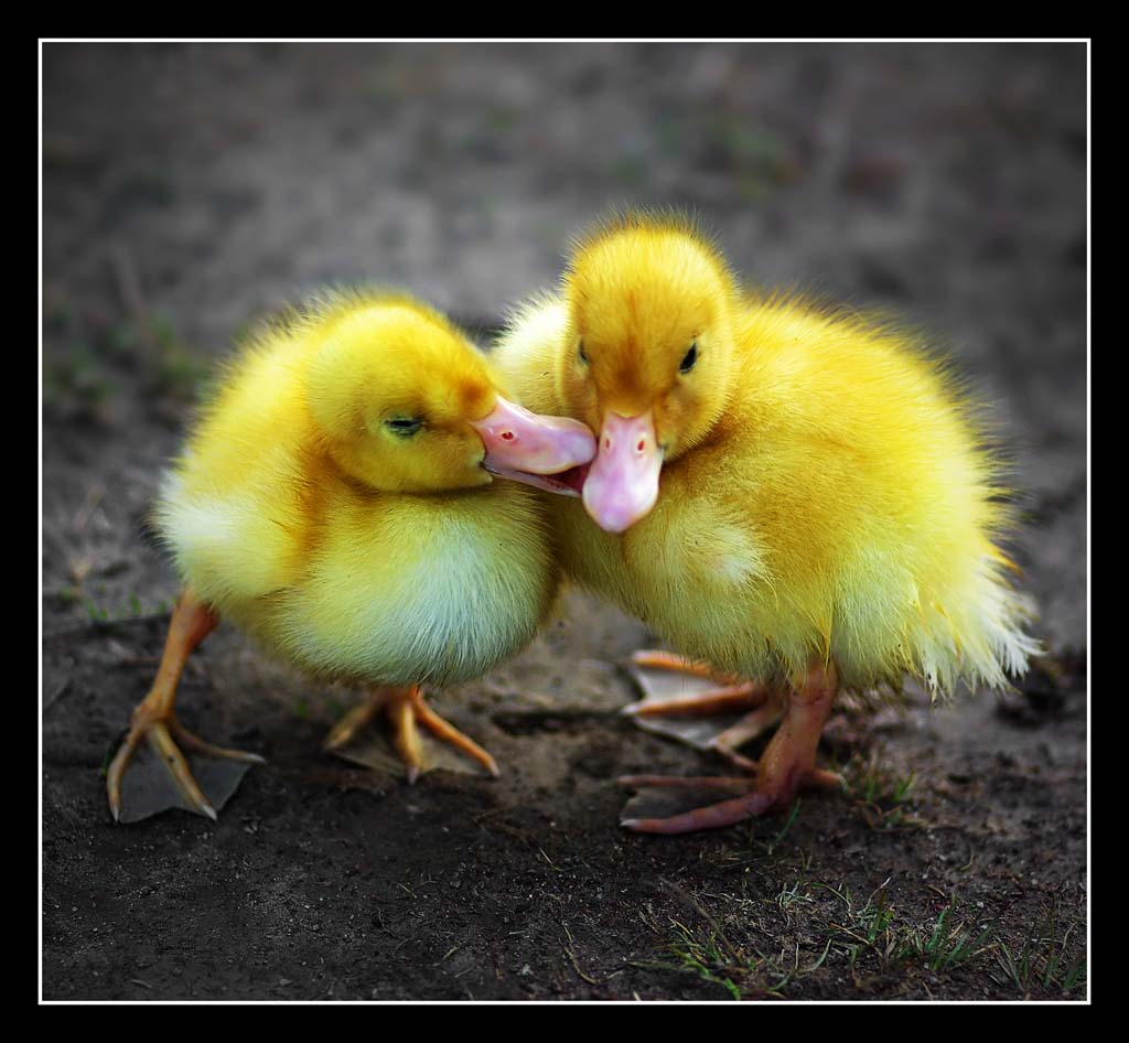 Cute Baby Ducks HD Wallpaper In Animals Imageci