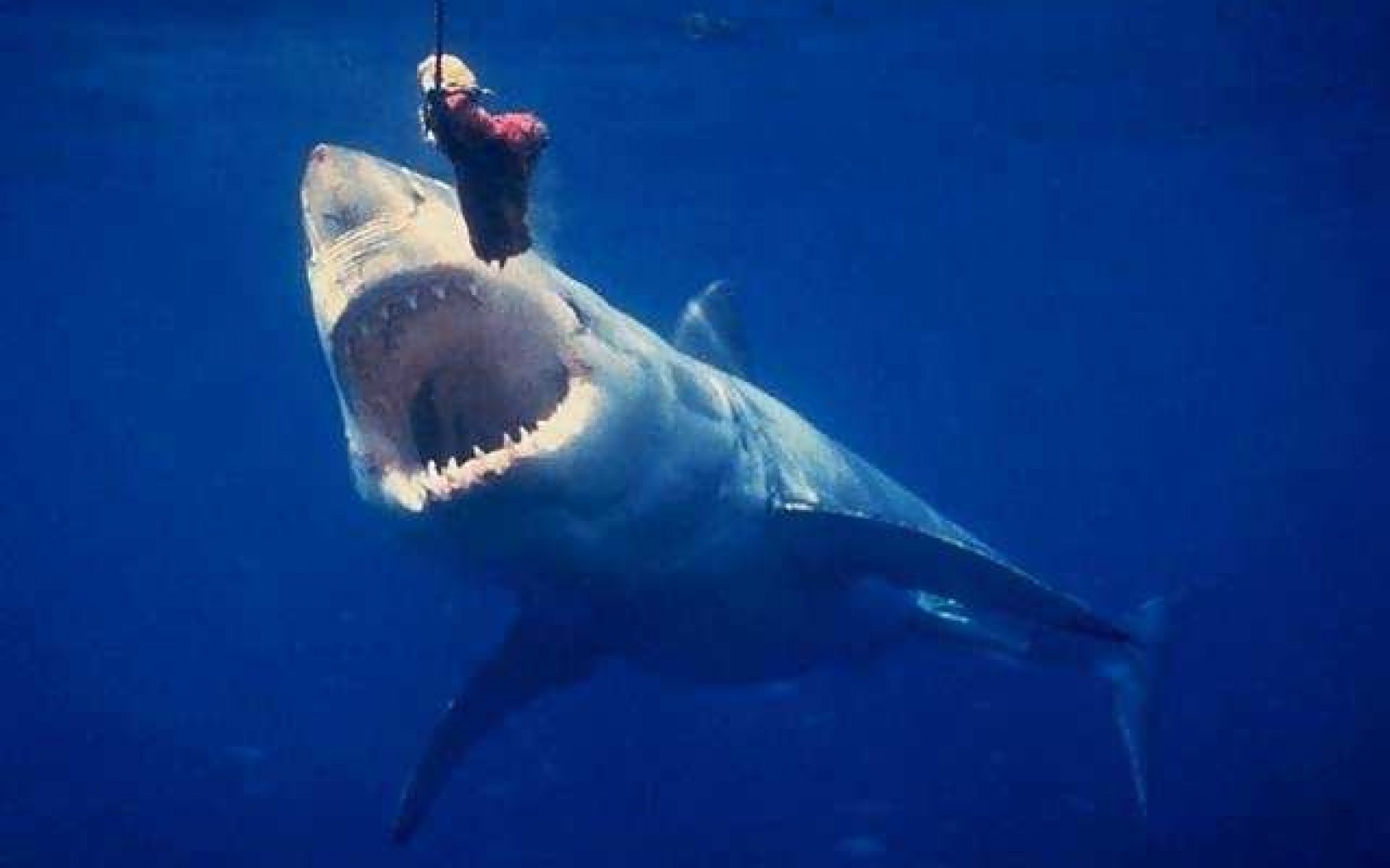Great White Wallpaper   HD Wallpapers and Pictures