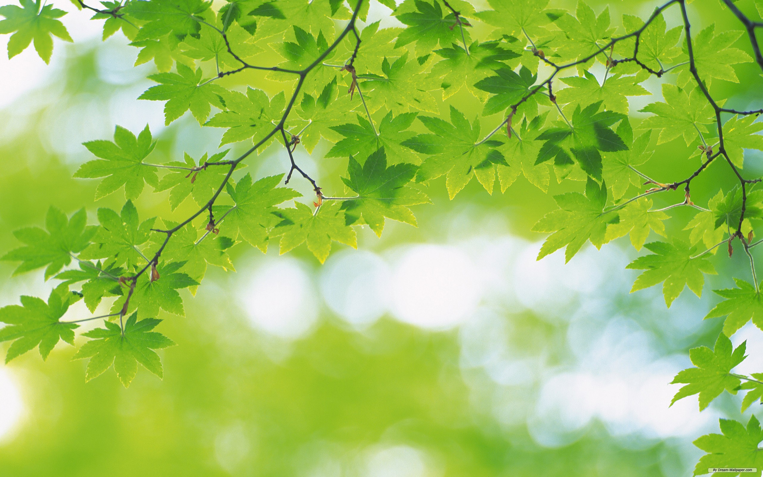 Nature Wallpaper Green Leaves
