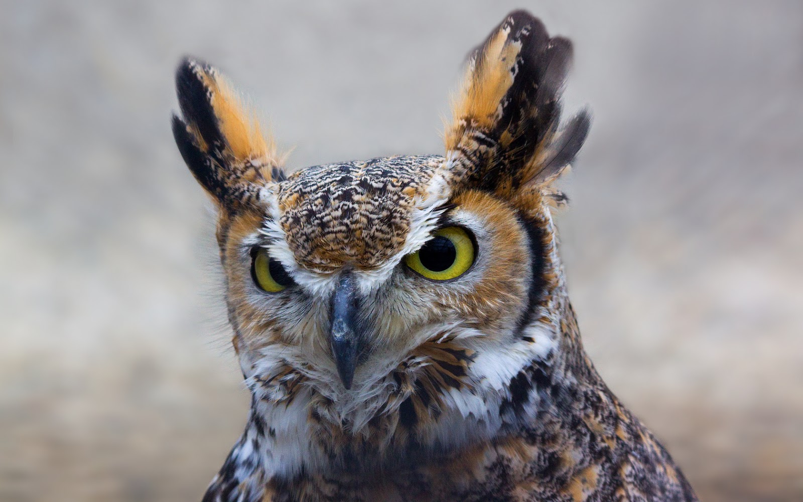 Beautiful Wallpaper Owl