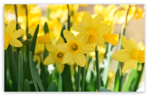 Daffodils Field HD Wallpaper For Standard Fullscreen Uxga Xga