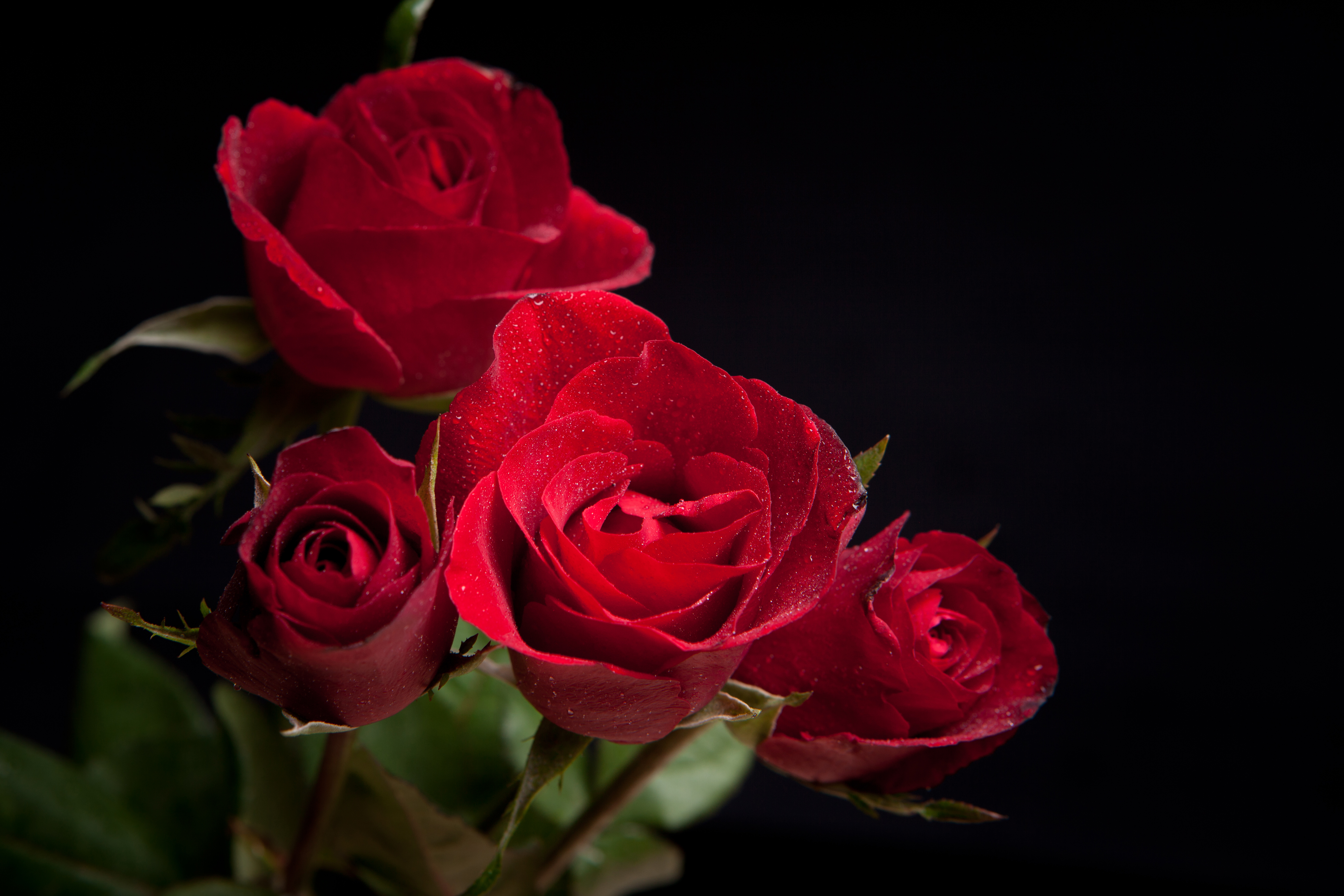 🔥 Download Red Roses Black Background Gallery Yopriceville High By