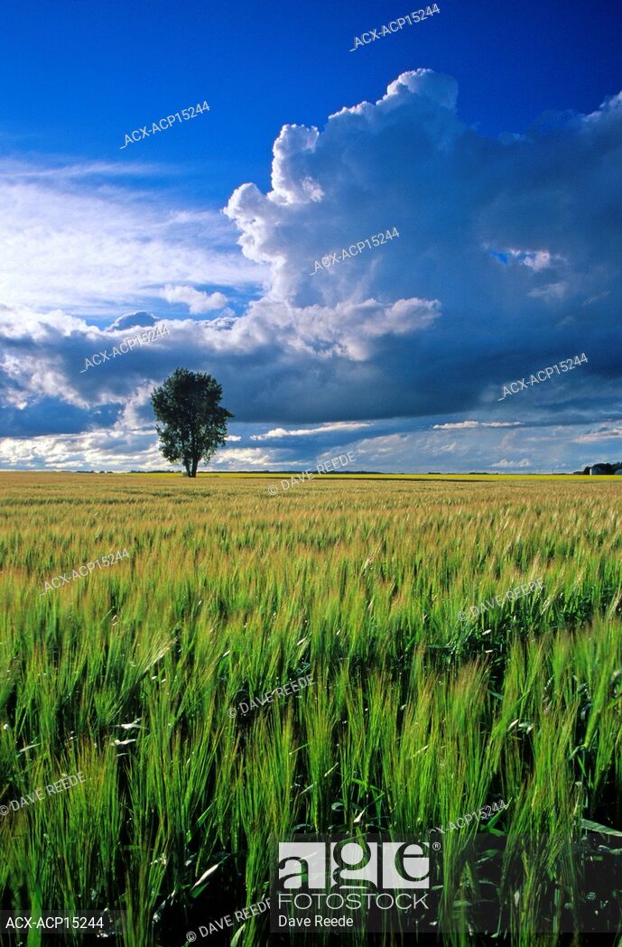 Cumulonimbus Cloud Buildup Over Barley Field With Cottonwood Tree