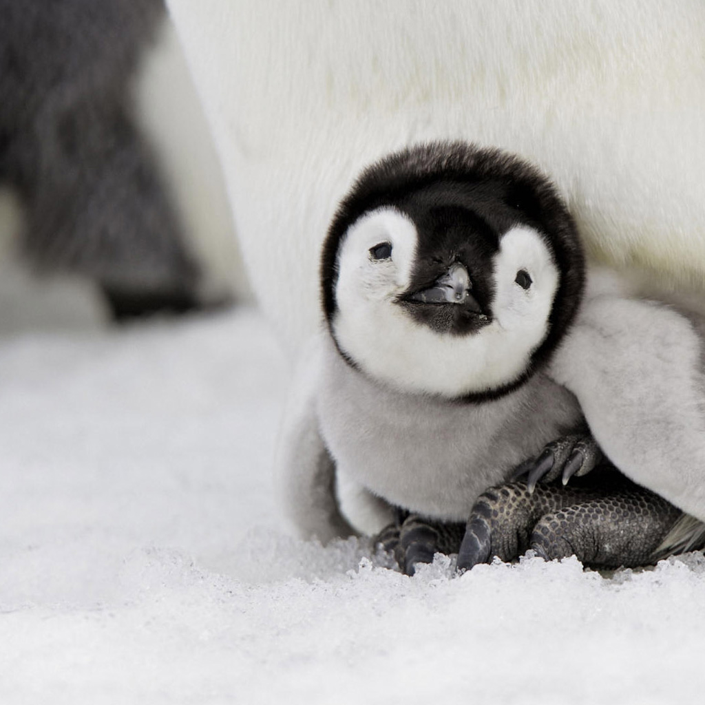 Cute Baby Penguins 10735 Hd Wallpapers in Animals   Imagescicom 1024x1024