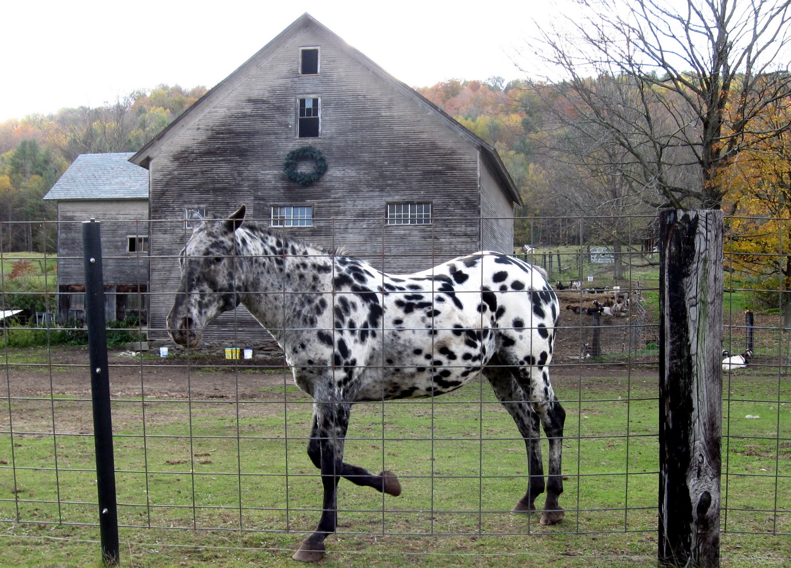 Sherry S Rustique Gallery On Polka Dotted Horses And Speckled Trees