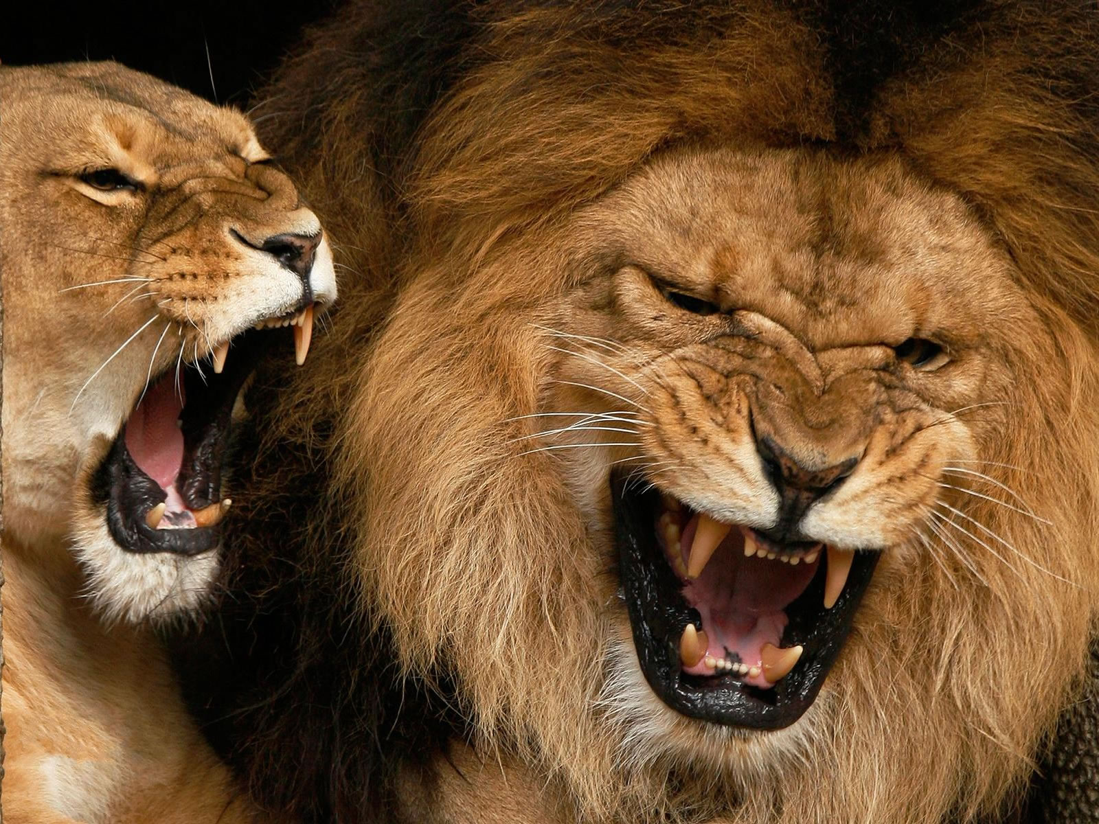 Male Lions Are Roaring HD Wallpaper Animals