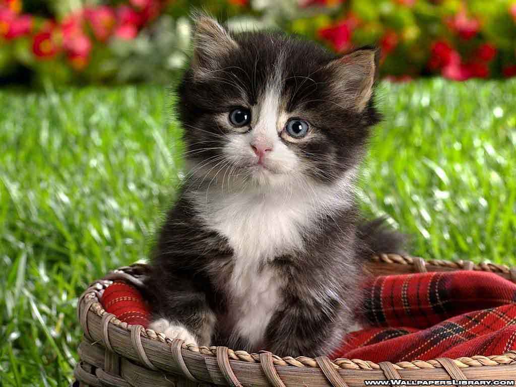 Cute kitten Babies Pets and Animals Wallpaper
