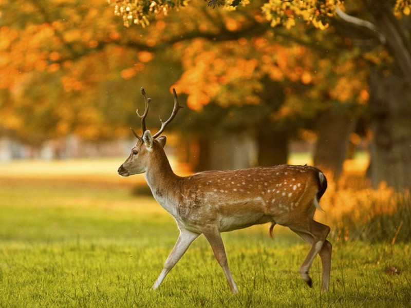 Deer Wallpaper One HD Pictures Background