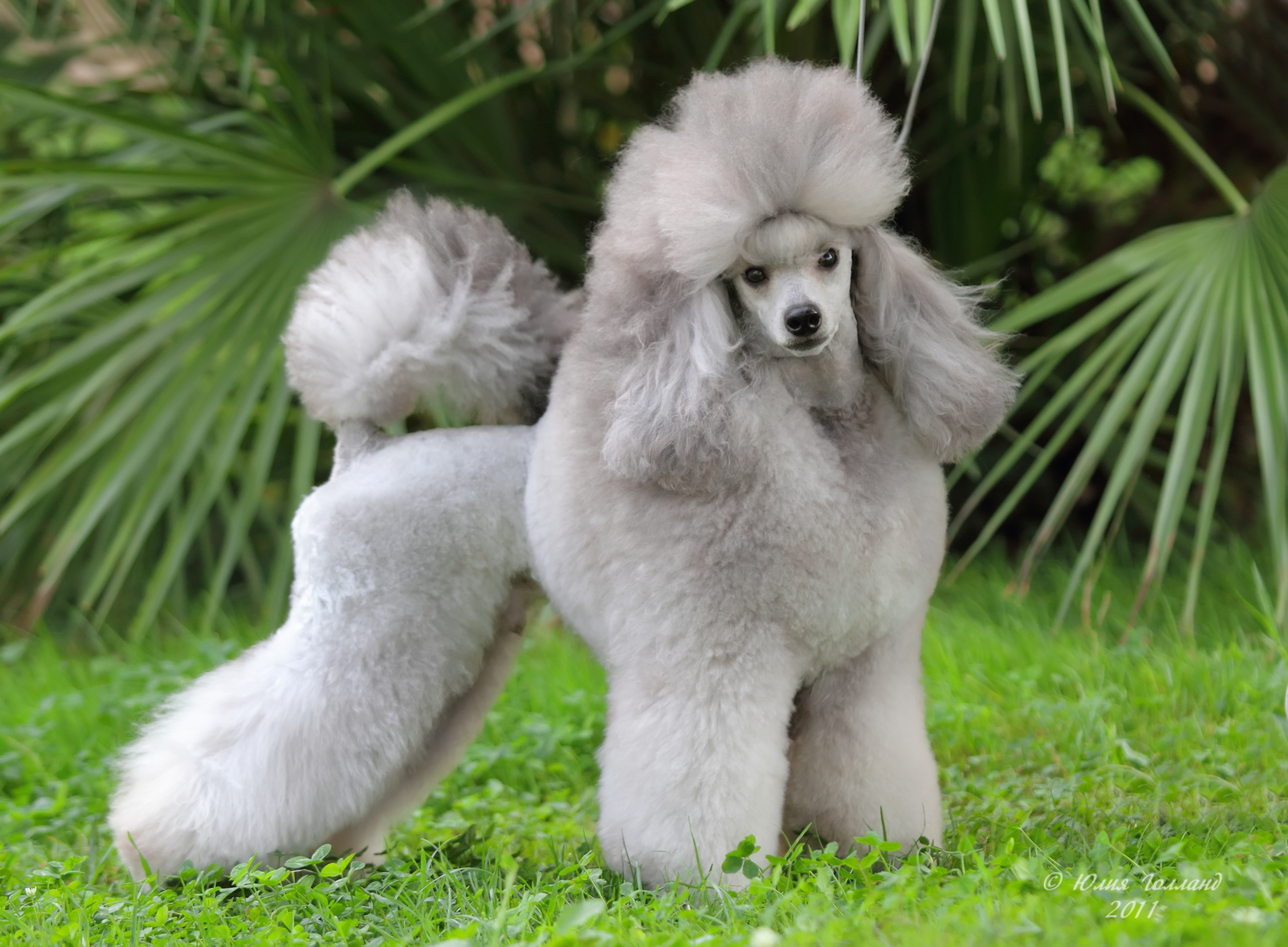 Well Groomed Gray Poodle Wallpaper And Image Pictures