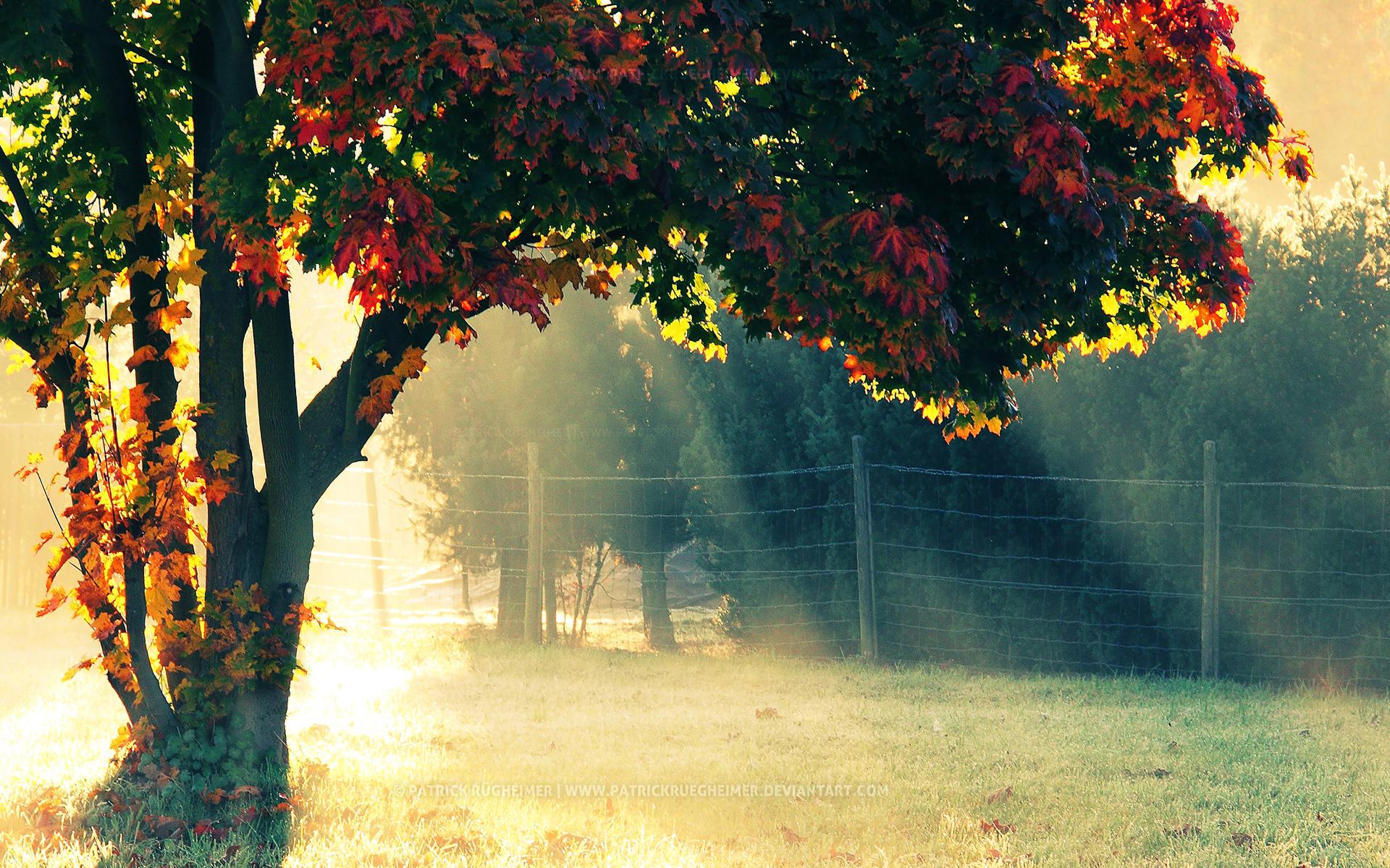 Free download Autumn Morning 6966747 [1920x1200] for your Desktop