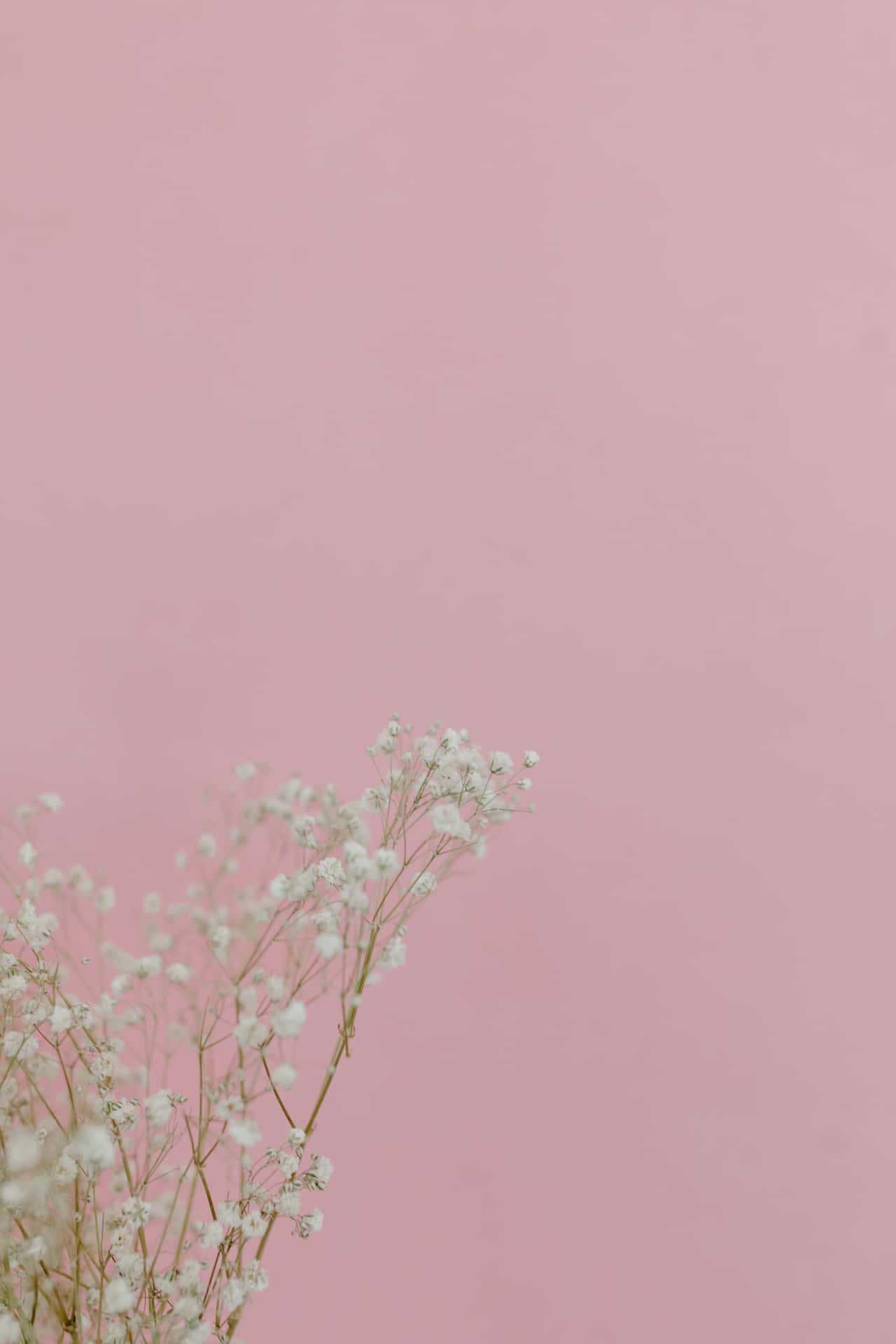 Aesthetic Baby Pink Wallpaper