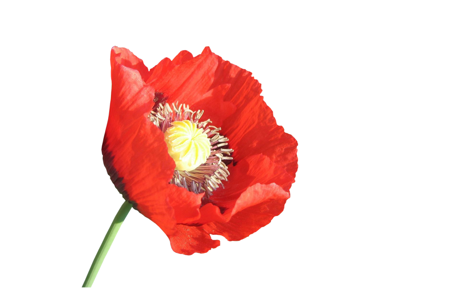 Photoshop Png Frames Wallpaper Designs Poppies