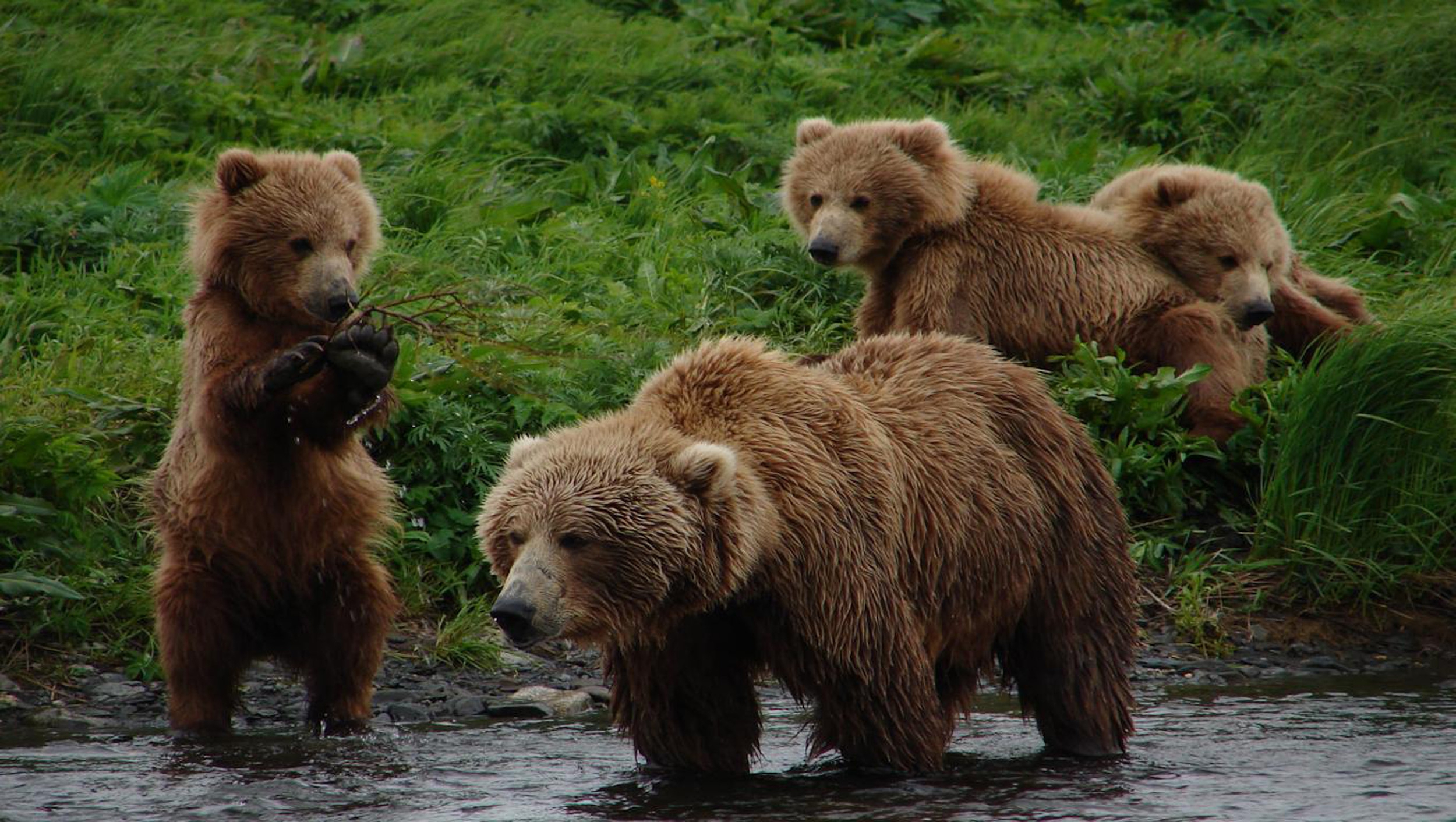 Grizzly Bear Wallpaper Image Photos Pictures Background
