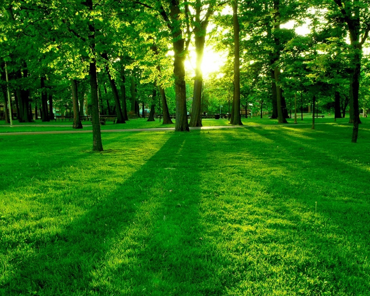 Green Image Forest Wallpaper HD And Background