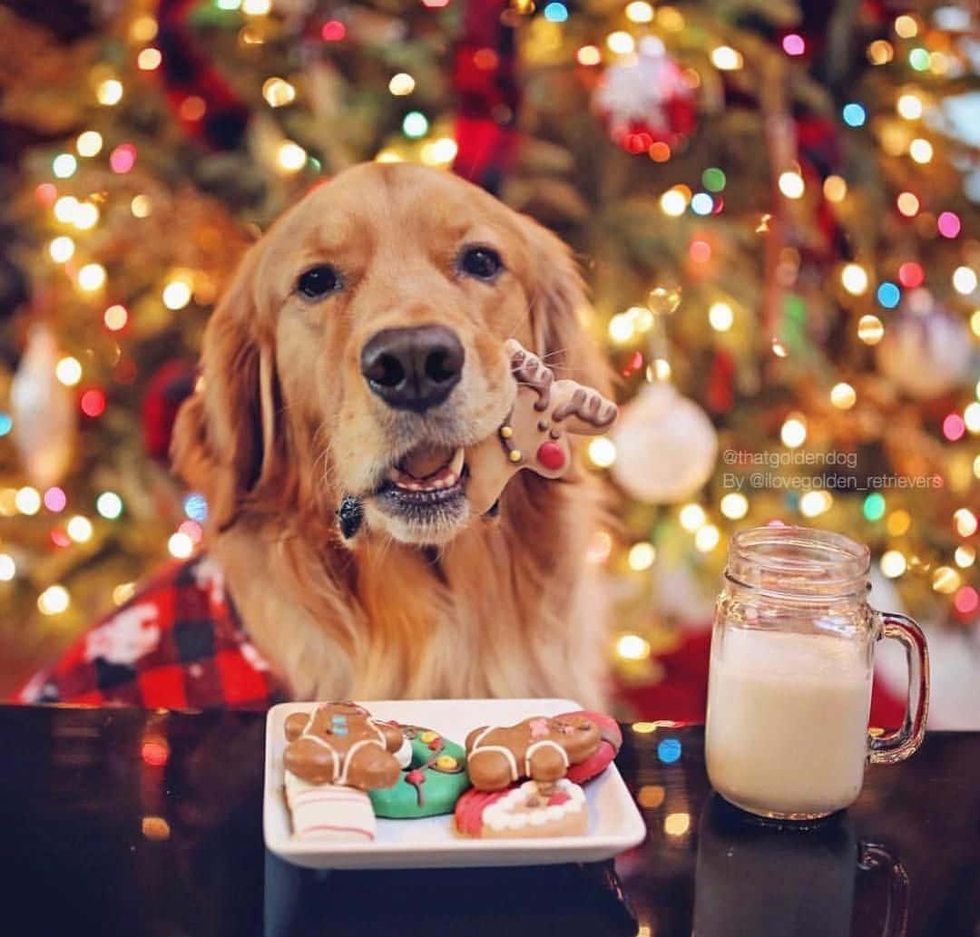 Download Christmas Dog With Cookies Wallpaper