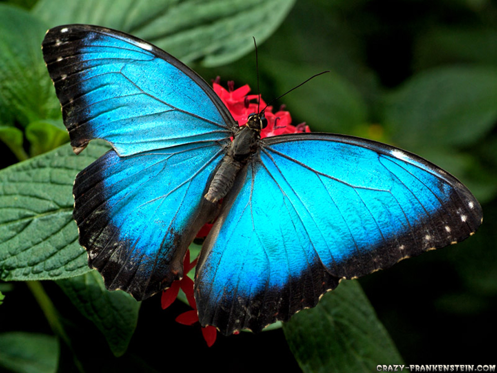 Colorful Butterfly HD Wallpaper Cool