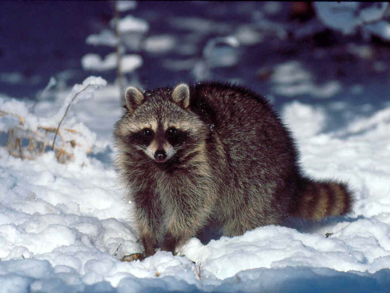 Raccoon Wallpaper Pets Cute And Docile