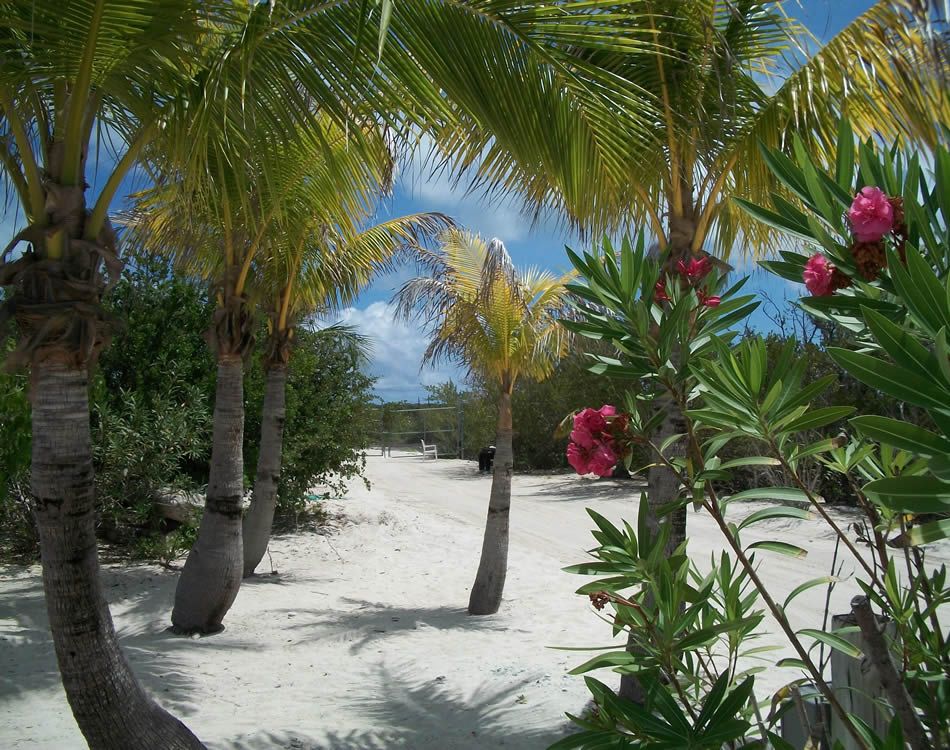 Internet Wallpaper Tropical Desktop Pictures