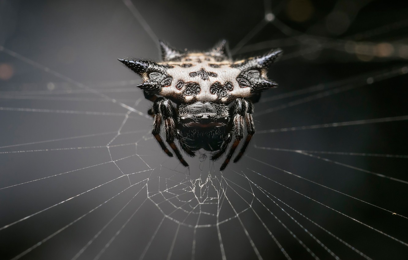 Wallpaper Spider Monster Web Arachnid Image For Desktop