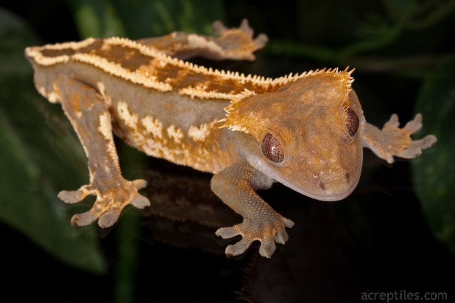 Crested Gecko Available In Different Size Ranging From