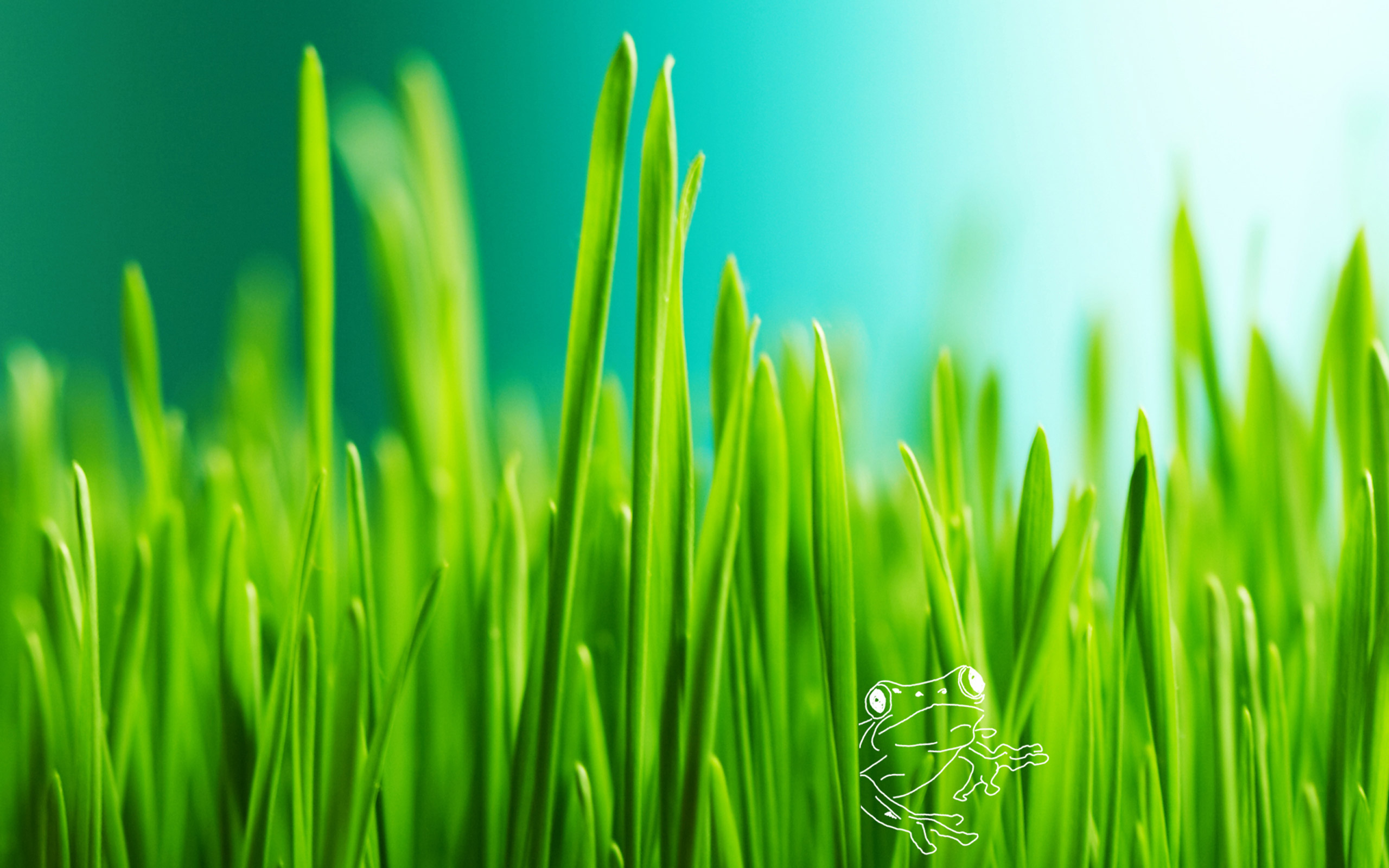 Free download Green Grass Background [2560x1600] for your Desktop