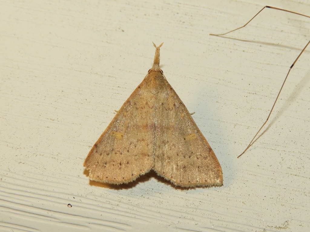 Maryland Biodiversity Project Sober Renia Moth Sobrialis