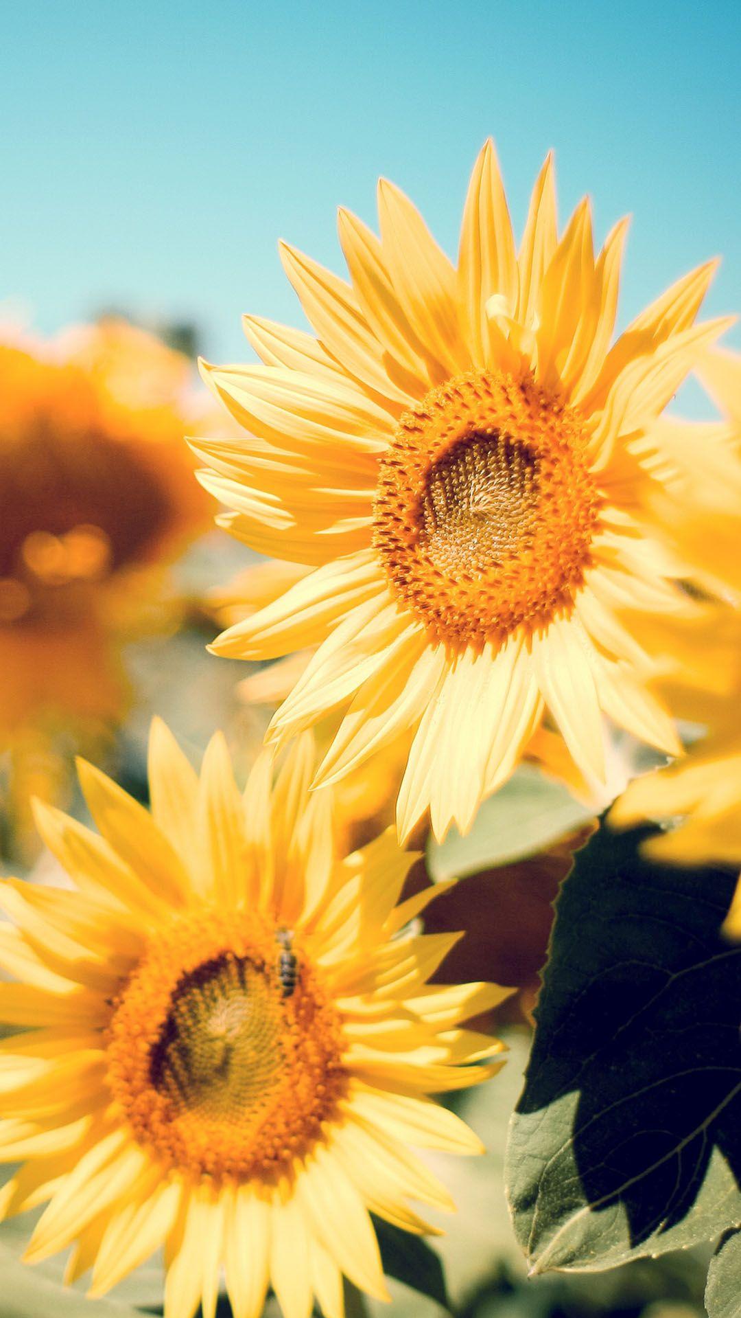 Sunflower iPhone Wallpaper Top