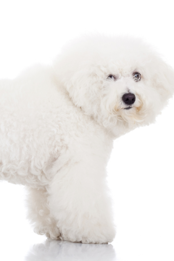 Side Of A Beautiful Bichon Frise Puppy Dog Standing On