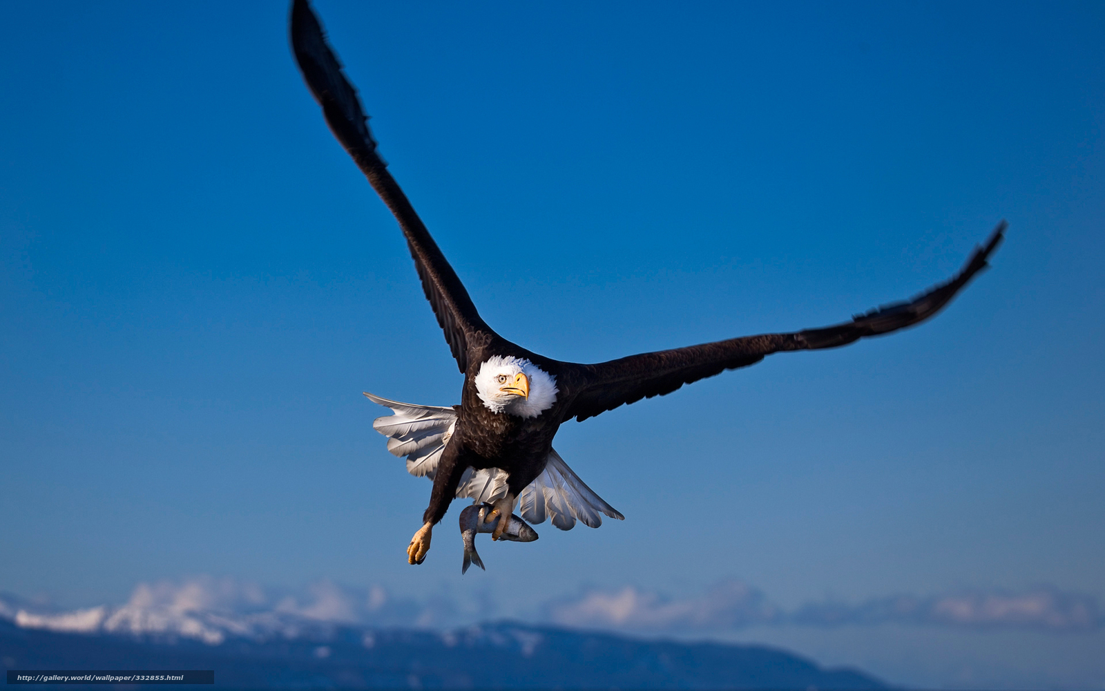 Wallpaper Bird Eagle Bald Hunting Desktop