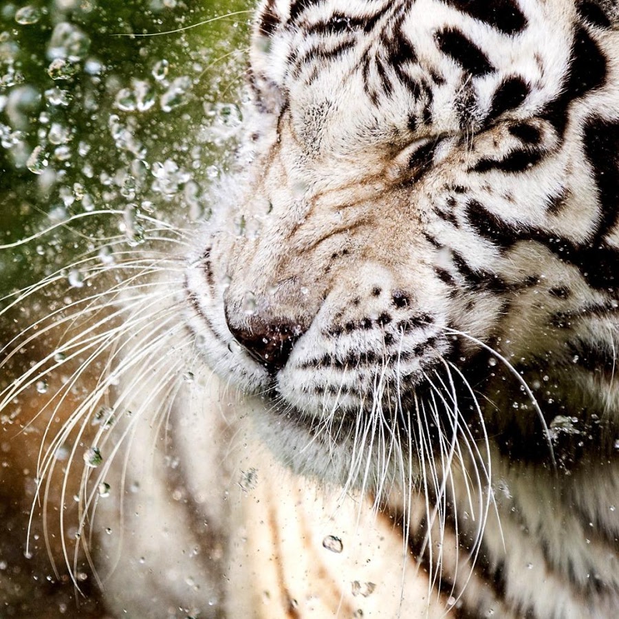White Tiger Water Touch   Android Apps on Google Play