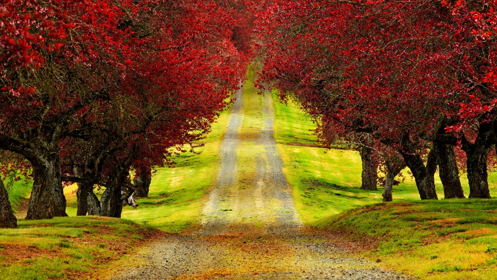 Red Trees Autumn Road X