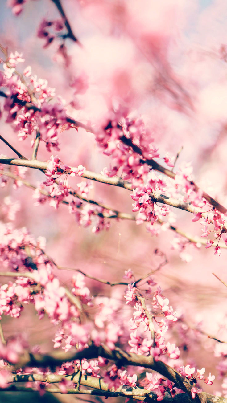 Wild Cherry Blossoms Wallpaper Gallery