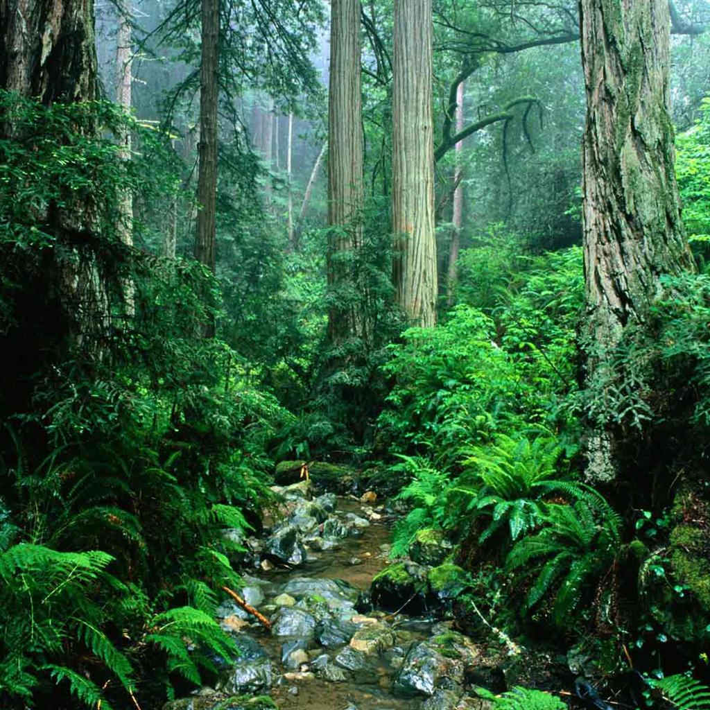 Tropical Rainforests iPad Background Widescreen And HD
