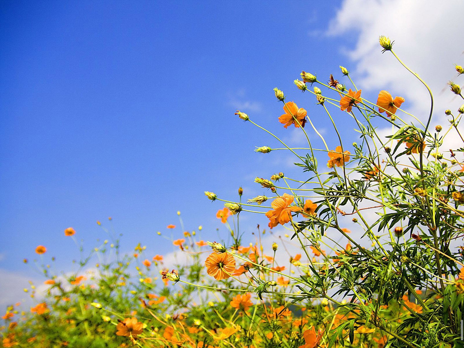 Sky And Spring Flower HD Wallpaper Flowers
