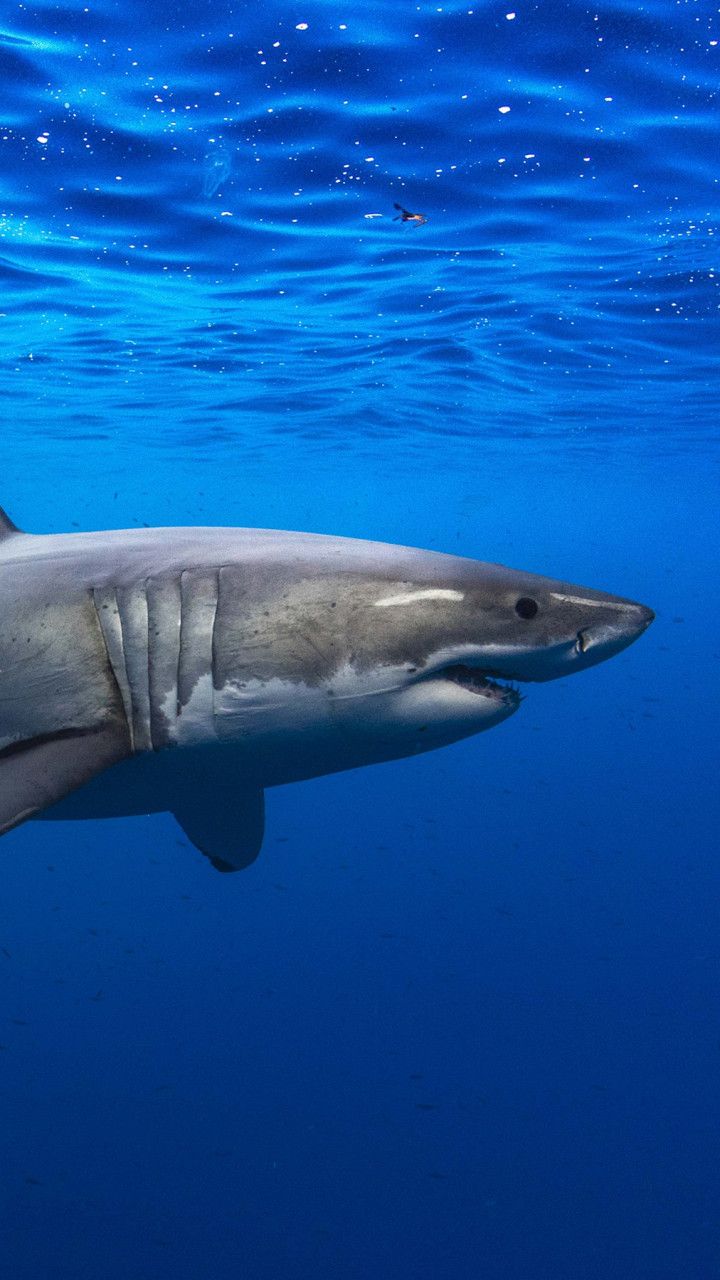 Shark Phone Wallpaper