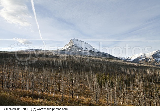 Dead Trees From Fire With Snow Covered Mountain In Background Montana