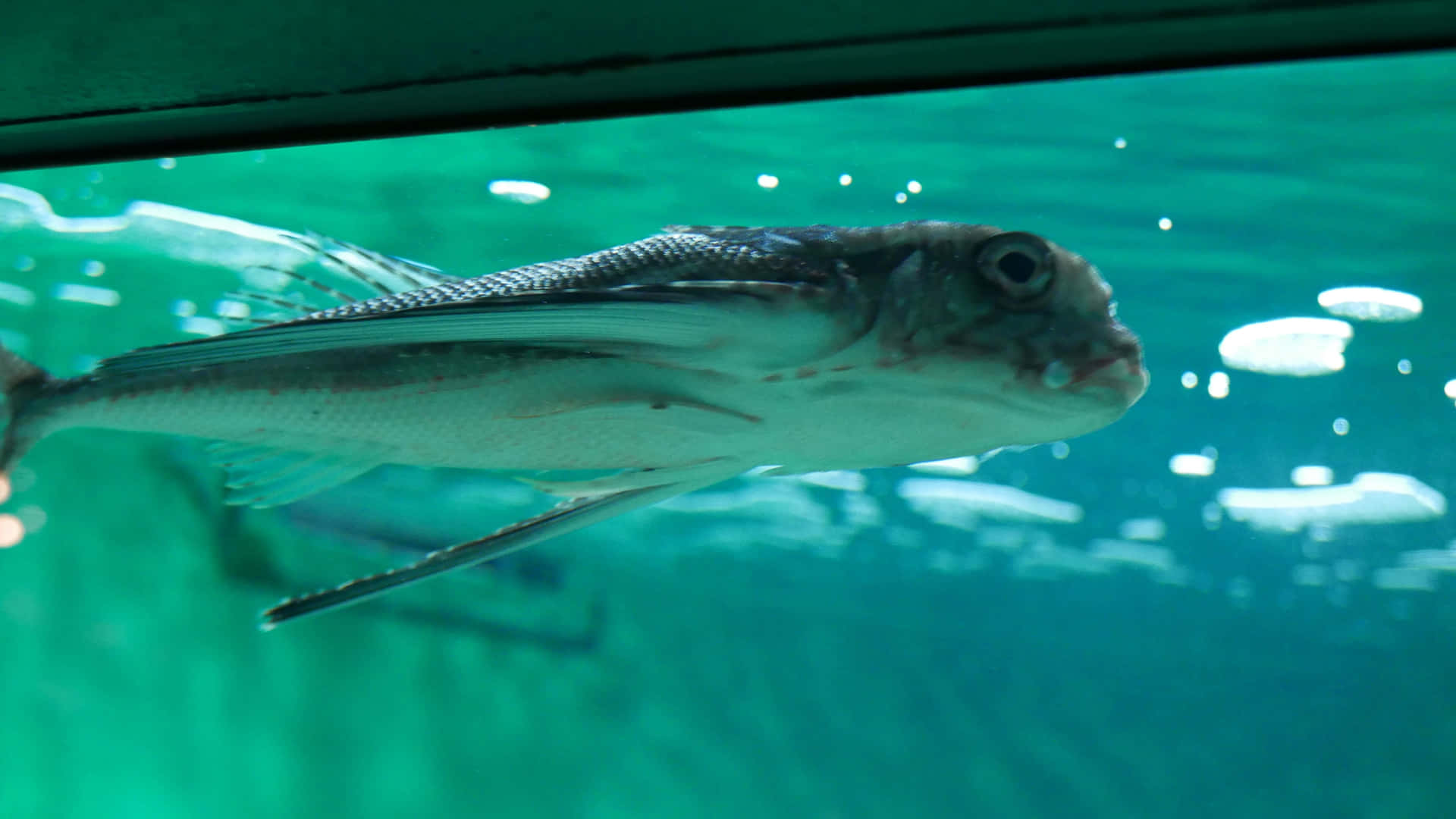 Flying Gurnard Underwater Swimming Wallpaper