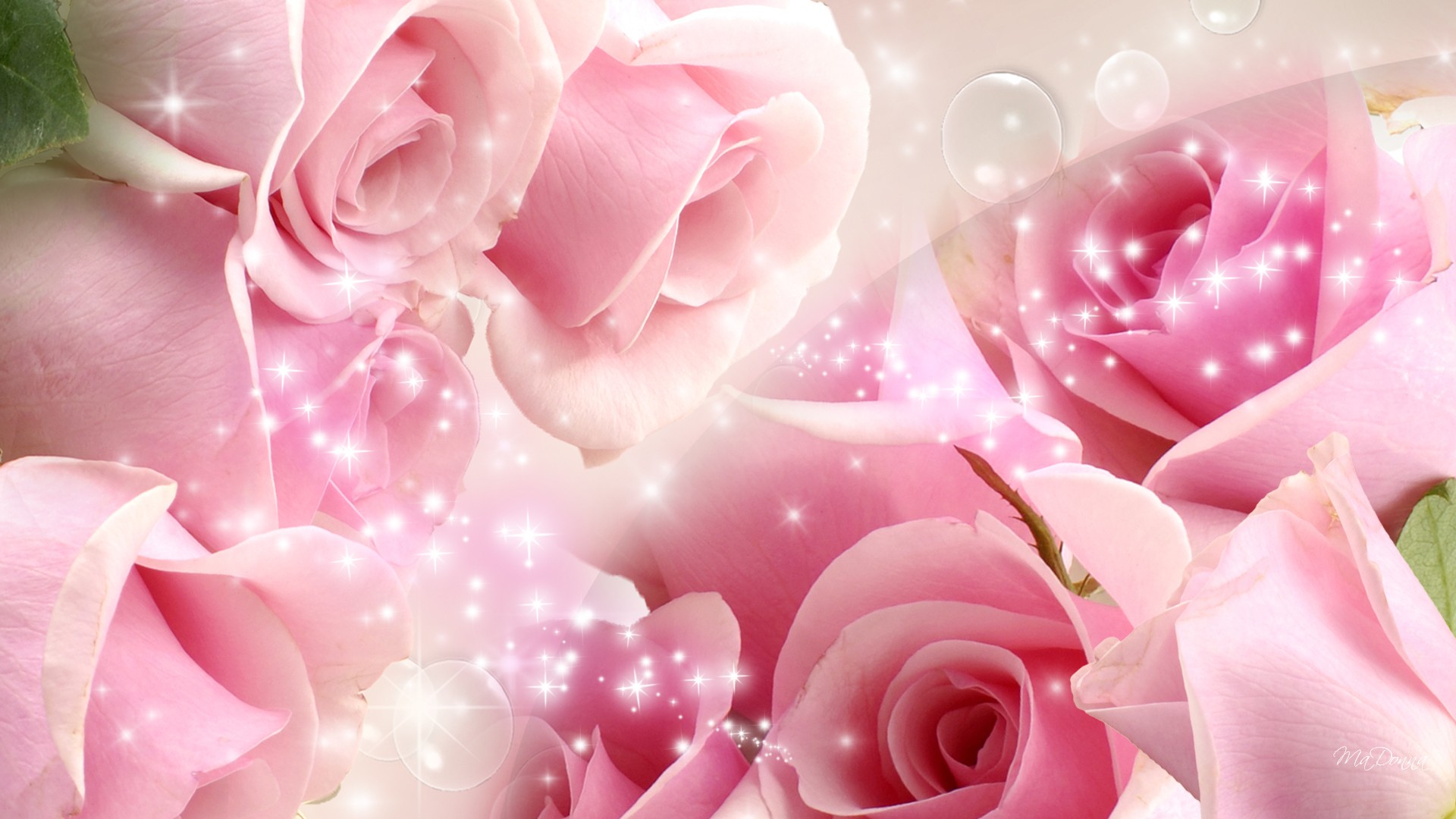 Most Beautiful Pink Roses Wallpaper Full HD Pictures