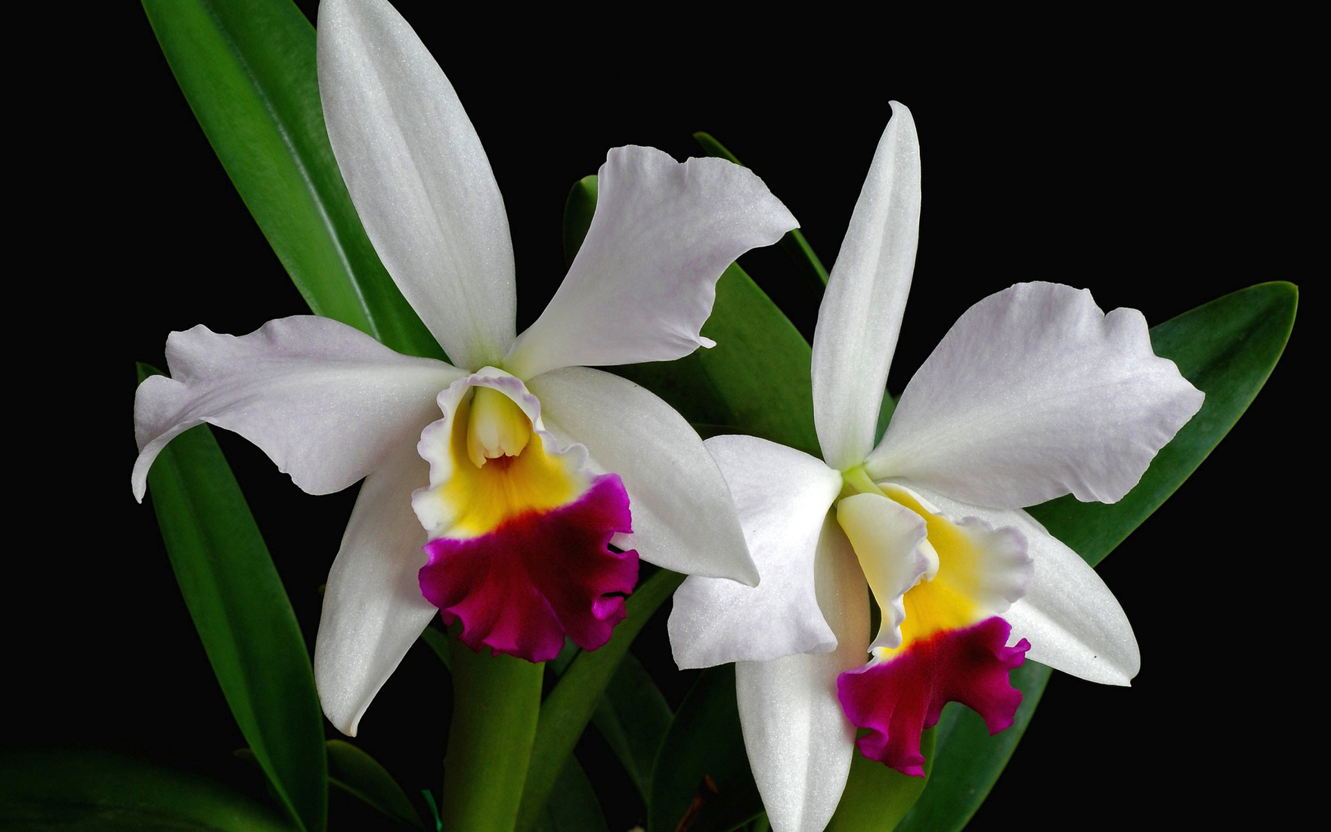White Orchids Wallpaper